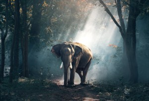 Elephant In A Forest